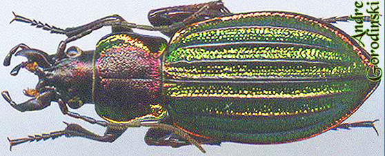 http://www.gorodinski.ru/carabus/Megodontus ermaki.jpg